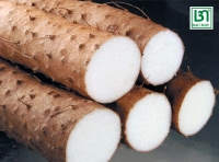 Củ Hoài Sơn Bầu Mây - 500 g