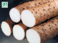 Củ Hoài Sơn Bầu Mây
